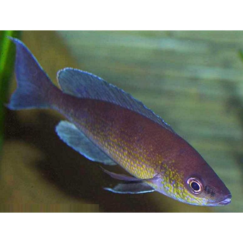 Cyprichromis leptosoma jumbo turquise flame - imagine 3